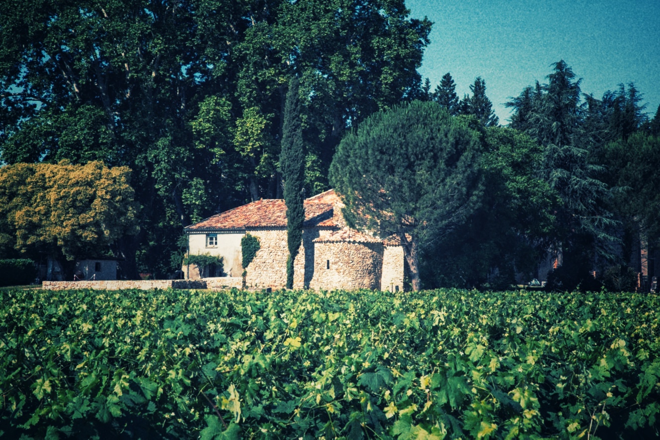 vineyard-la-gayolle