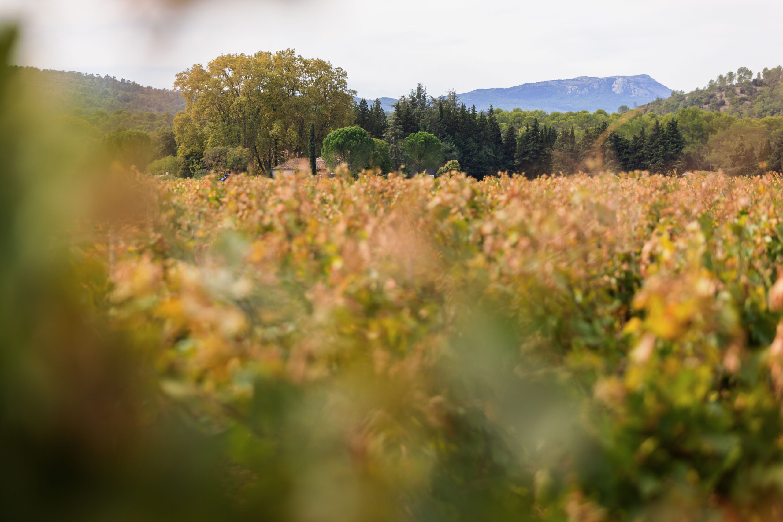 vignes-domaine-la-gayolle